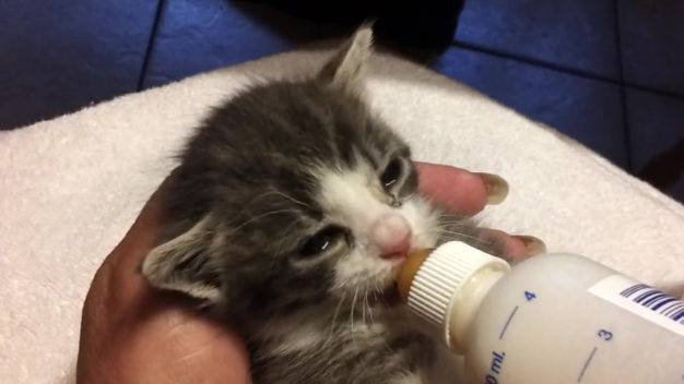 Baby Kitten 9 Days Old